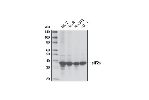 Western blot analysis of extracts from various cell lines using eIF2α (D7D3) XP ® Rabbit mAb.