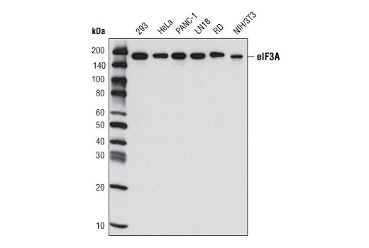 Western blot analysis of extracts from various cell types using eIF3A (D51F4) XP ® Rabbit mAb.