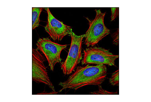 Confocal immunofluorescent analysis of HeLa cells using eIF3A (D51F4) XP ® Rabbit mAb (green). Actin filaments have been labeled with DY-554 phalloidin (red). Blue pseudocolor = DRAQ5 ® #4084 (fluorescent DNA dye).