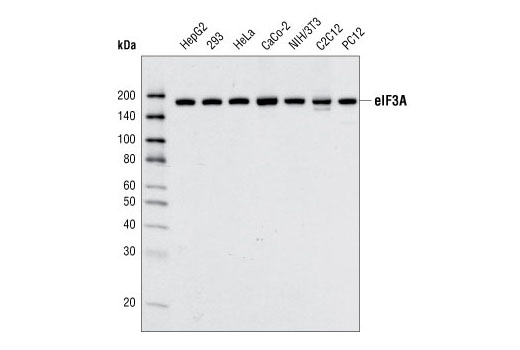Western blot analysis of extracts from various cell types using eIF3A Antibody.
