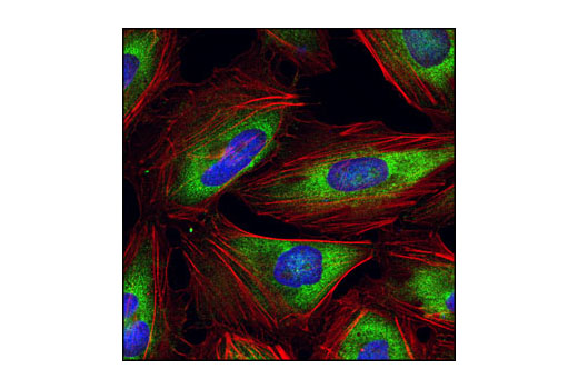 Confocal immunofluorescent analysis of HeLa cells using eIF3A Antibody (green). Actin filaments have been labeled with Alexa Fluor ® 555 phalloidin (red). Blue pseudocolor = DRAQ5™ (fluorescent DNA dye).