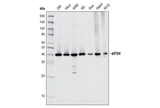 Western blot analysis of extracts from various cell types using eIF3H (D9C1) XP ® Rabbit mAb.