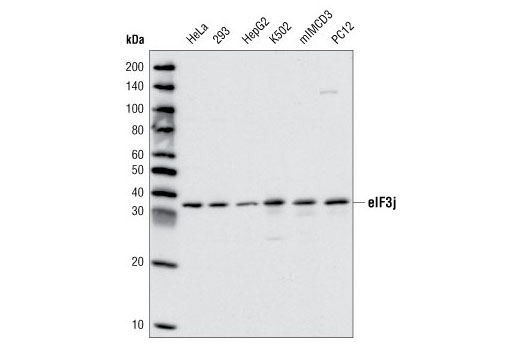 Western blot analysis of extracts from various cell types using eIF3J Antibody.