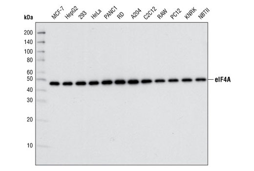 Western blot analysis of extracts from various cell types using eIF4A (C32B4) Rabbit mAb.