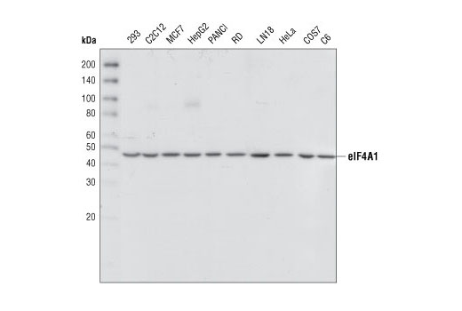Western blot analysis of extracts from various cell lines, using eIF4A1 Antibody.