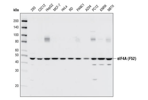 Western blot analysis of extracts from various cell types using eIF4A (F52) Antibody.