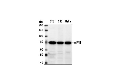 Western blot analysis of extracts from HeLa, 293 and NIH/3T3 cells using eIF4B Antibody.