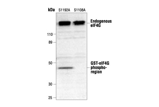 Western blot analysis of extracts from 293 cells expressing GST-eIF4GI Ser1192Ala or GST-eIF4GI Ser1108Ala mutant protein, using Phospho-eIF4G (Ser1108) Antibody. (Provided by Brian Raught, McGill University, Montreal, QuŽbec.)