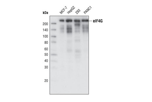 Western blot analysis of extracts from various cell lines using eIF4G (C45A4) Rabbit mAb.