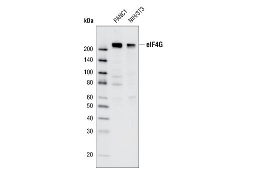 Western blot analysis of extracts from PANC1 and NIH/3T3 cells using eIF4G (C65H5) Rabbit mAb.