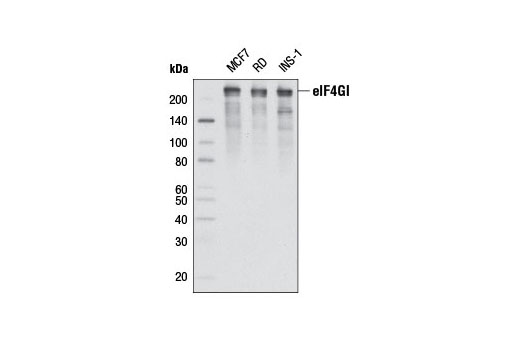 Western blot analysis of extracts from various cell lines using eIF4GI (D6A6) Rabbit mAb.