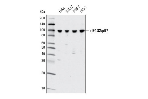 Western blot analysis of extracts from various cell types using eIF4G2/p97 (D88B6) XP ® Rabbit mAb.