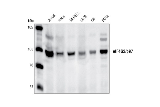 Western blot analysis of extracts from human (Jurkat and HeLa), mouse (NIH/3T3 and L929) and rat (C6 and PC12) cells, using eIF4G2/p97 Antibody.