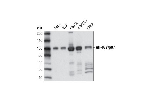 Western blot analysis of extracts from various cell types using eIF4G2/p97 (D1A10) Rabbit mAb.