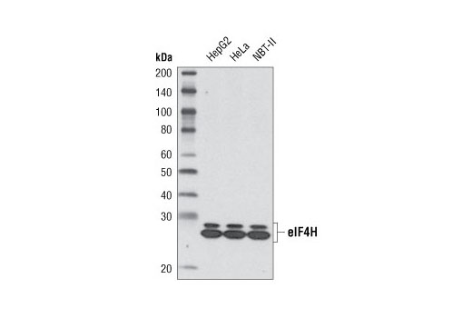 Western blot analysis of extracts from HepG2, HeLa and NBT-II cells using eIF4H (D85F2) XP ® Rabbit mAb.