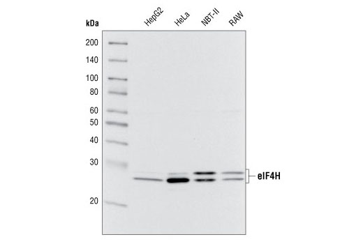 Western blot analysis of extracts from various cell types using eIF4H Antibody.