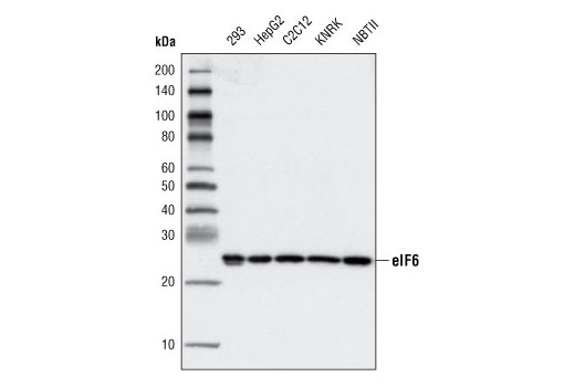 Western blot analysis of extracts from various cell types using eIF6 (D16E9) XP ® Rabbit mAb.