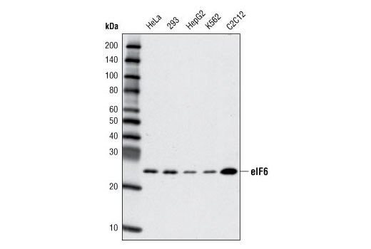 Western blot analysis of extracts from various cell types using eIF6 Antibody.