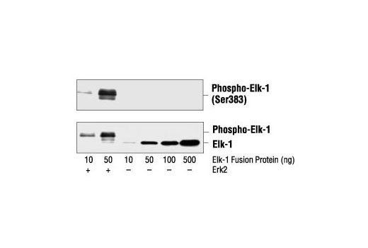 Western blot analysis of Elk-1 fusion protein expressed from E. coli with or without phosphorylation by purified Erk2 enzyme, using Phospho-Elk-1 (Ser383) Antibody (upper) or control Elk-1 Antibody #9182 (lower).