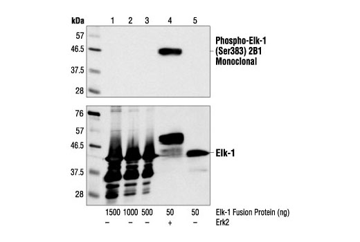 Western blot analysis of Elk-1 fusion protein expressed from E. coli with or without phosphorylation with purified Erk2 enzyme, using Phospho-Elk-1 (Ser383) (2B1) Mouse mAb (upper) or Elk-1 Antibody #9182 (lower).