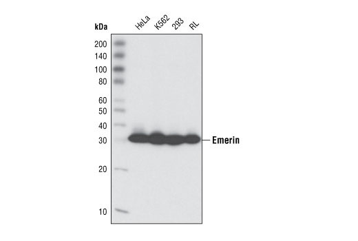 Western blot analysis of extracts from various cell types using Emerin (L12) Antibody.