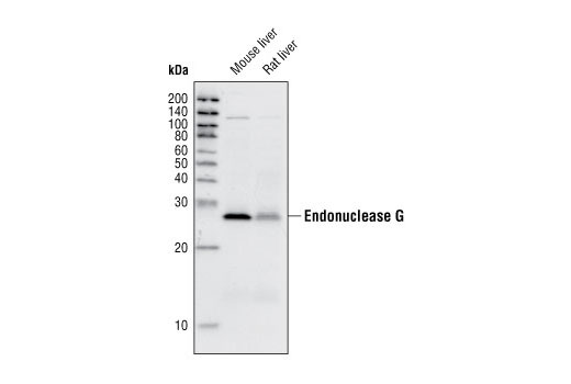 Western blot analysis of extracts from mouse and rat liver, using Endonuclease G Antibody.