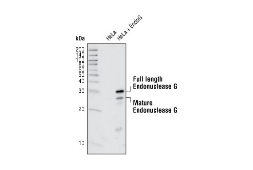 Western blot analysis of extracts from HeLa cells transfected with mouse EndoG, using Endonuclease G Antibody.
