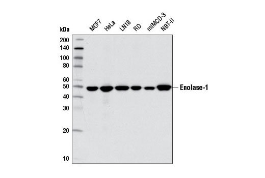 Western blot analysis of extracts from various cell lines using Enolase-1 (D2S1A) Rabbit mAb.