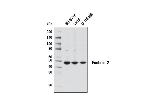 Western blot analysis of extracts from various cell lines using Enolase-2 (D20H2) Rabbit mAb.