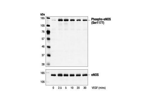 Western blot analysis of extracts from bovine aortic endothelial cells (BAECs), untreated or VEGF-treated (50 ng/ml) for the indicated times, using Phospho-eNOS (Ser1177) Antibody (upper) or control eNOS antibody (lower).