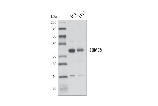 Western blot analysis of extracts from E6.5 and E10.5 stage mouse embryos using EOMES Antibody.