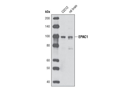 Western blot analysis of extracts from C2C12 cells and whole rat brain using Epac1 (5D3) Mouse mAb.