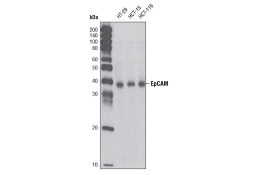 Western blot analysis of extracts from HT-29, HCT-15 and HCT-116 cells using EpCAM Antibody.