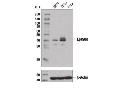 Western blot analysis of extracts from MCF7 (EpCAM positive), HT-29 (EpCAM positive), and HeLa (EpCAM negative) cells using EpCAM (D9S3P) Rabbit mAb (IHC Preferred) (upper) and β-Actin (D6A8) Rabbit mAb #8457 (lower).