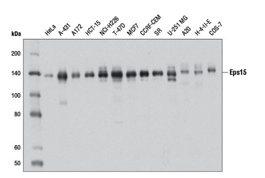 Western blot analysis of extracts from various cell lines using Eps15 (D3K8R) Rabbit mAb.