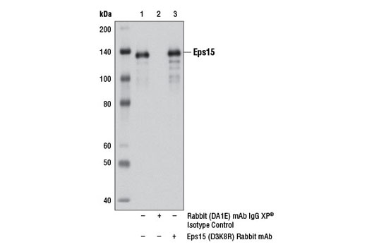 Immunoprecipitation of Eps15 from MCF7 cell extracts using Rabbit (DA1E) mAb IgG XP ® Isotype Control #3900 (lane 2) or Eps15 (D3K8R) Rabbit mAb (lane 3). Lane 1 is 10% input. Western blot was performed using Eps15 (D3K8R) Rabbit mAb.