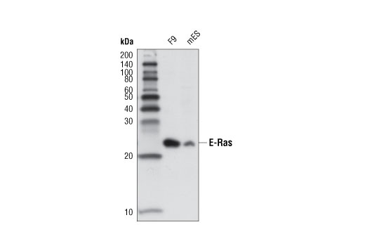Western blot analysis of extracts from F9 and mouse embryonic stem (mES) cells using E-Ras (D5G5J) Rabbit mAb.