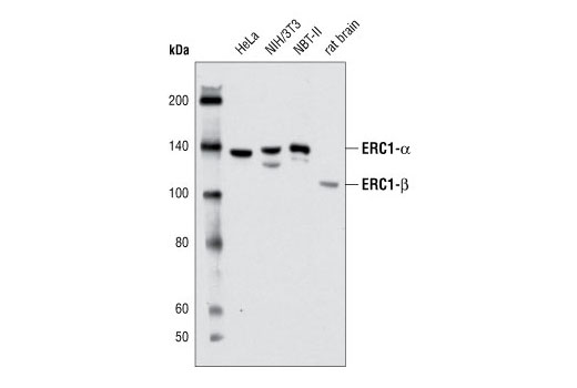 Western blot analysis of extracts from HeLa (human), NIH/3T3 (mouse), NBT-II (rat) cell lines and from rat brain using ERC1 (P85) Antibody.