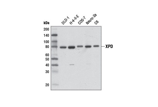 Western blot analysis of extracts from various cell lines using XPD (D3Z6I) Rabbit mAb.
