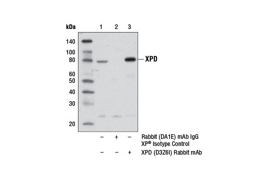 Immunoprecipitation of XPD from DLD-1 cell extracts using Rabbit (DA1E) mAb IgG XP ® Isotype Control #3900 (lane 2) or XPD (D3Z6I) Rabbit mAb (lane 3). Lane 1 is 10% input. Western blot analysis was performed using XPD (D3Z6I) Rabbit mAb.
