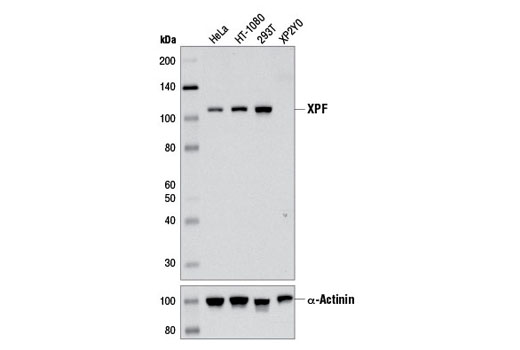 Western blot analysis of extracts from various cell lines using XPF (D3G8C) Rabbit mAb (upper) and α-Actinin (D6F6) XP ® Rabbit mAb #6487 (lower).