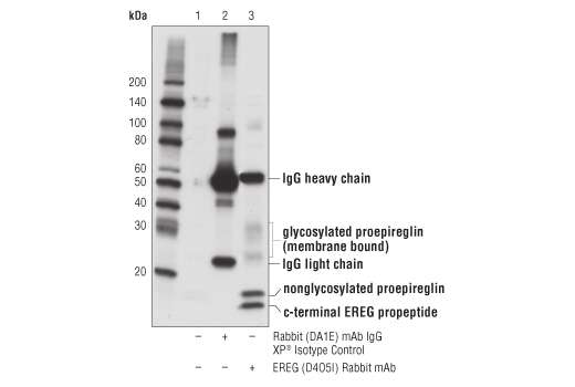Immunoprecipitation of EREG from COLO 205 cell extracts using Rabbit (DA1E) mAb IgG XP ® Isotype Control #3900 (lane 2) or EREG (D4O5I) Rabbit mAb (lane 3). Lane 1 is 10% input. Western blot analysis was performed using EREG (D4O5I) Rabbit mAb.