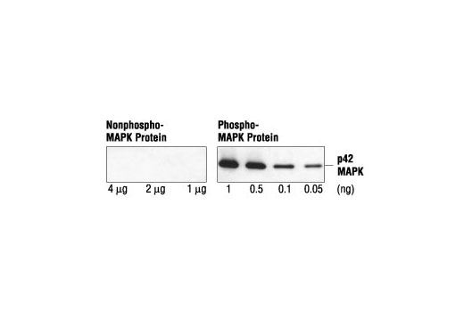 Specificity and sensitivity of the Phospho-p44/42 MAPK (Erk1/2) (Thr202/Tyr204) (E10) Mouse mAb: This antibody reacts specifically with as little as 50 pg of phosphorylated MAP kinase and does not cross-react with up to 4 µg of nonphosphorylated MAP kinase by Western blotting.
