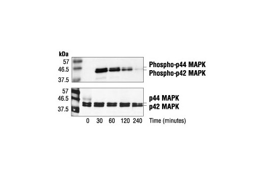Western blot analysis of extracts from FGF treated SK-N-MC cells, using Phospho-p44/42 MAPK (Erk1/2) (Thr202/Tyr204) (E10) Mouse mAb (upper) or control p44/42 MAPK (Erk1/2) Antibody #9102 (lower).