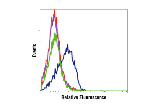 Flow cytometric analysis of Jurkat cells, untreated (red) or PMA-treated (blue) ; and untreated (green) or PMA-treated (purple) following 90-minute CIP treatment, using Phospho-p44/42 MAPK (Erk1/2) (Thr202/Tyr204) (E10) Mouse mAb.