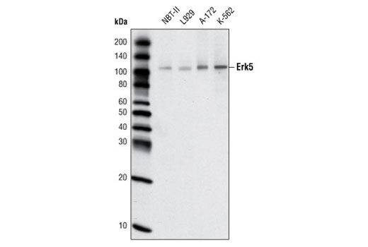 Western blot analysis of extracts from various cell lines using Erk5 (D23E9) Rabbit mAb.