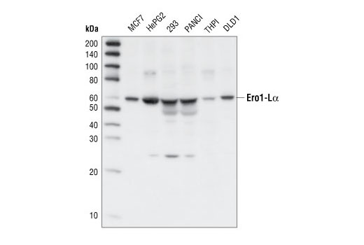 Western blot analysis of extracts from various cell lines, using Ero1-Lα Antibody.