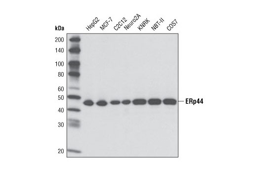 Western blot analysis of extracts from various cell types using ERp44 (D17A6) XP ® Rabbit mAb.