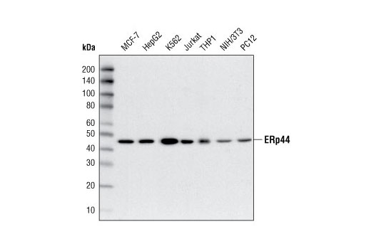 Western blot analysis of extracts from various cell types using ERp44 Antibody.