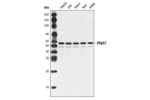 Western blot analysis of extracts from various cell types using ERp57 (A484) Antibody.
